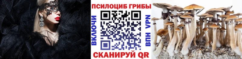 Купить закладки  Дятьково  Псилоцибиновые грибы MAGIC MUSHROOMS 